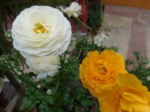 DSCN4642